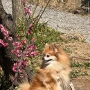 해돋이정보화마을 | 2026 광양 매화축제 후기 / 주차부터 매표소 위치까지! / 꼭 알고 가세요!