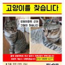 [서대문구 홍제/홍은동] 코숏 갈색고양이 여아 12개월 아이를 찾습니다! (사례금있습니다ㅠㅠ) 이미지
