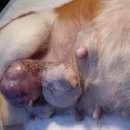 최광호동물병원 이미지