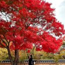 (주)대경아이디 | 🍁 부산 범어사 단풍 소식 실시간 후기 (2025.11.8 촬영)