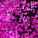 후쿠오카 마이즈루공원 - 벚꽃 밤 이미지