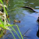 화천군수달연구센터 이미지