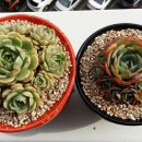 바디스 이미지