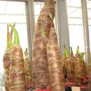 브이농장 이미지