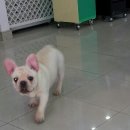 제리장군 이미지