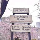 서산하우스 | 서산 테라스 벚꽃 카페 체체게하우스 벚꽃 시즌 방문 후기