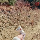 피키피키샵 이미지