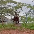 인도네시아에서 목격된 거대 오랑우탄 이미지