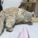[25서울104] 셀리/셀커크렉스/암컷/추정나이23.11.29/4kg 이미지