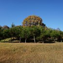 전 기황후 릉 터 이미지