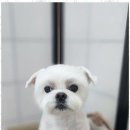 오늘도, 예쁘개 이미지