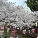 수성그린마트 | 진해군항제 경화역 근처 분식집 04튀김천국 경화시장맛집