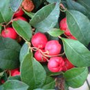 윈터그린(Wintergreen, Gaultheria procumbens, Seeds, (Edible Fruit, Fragrant Ground Cover)) 이미지