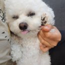 힐링힐링 반려견 교육 유치원 이미지