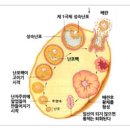 예가부부한의원 이미지