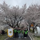 26-04-10 나눔새 청미천 벚꽃 축제 봉사🌸 이미지