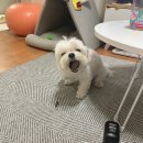 신일환동물병원 티스토리