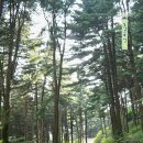 축령산 자연휴양림