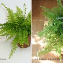 오블리에 이미지