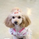 개 키우는 언니 이미지