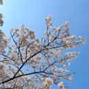 봄바람 휘날리며 흩날리는 벚꽃잎이~~🌸🌸 이미지