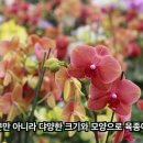 원예관련 직업체험 - 화훼 육종 재배가 이미지