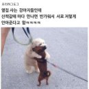 허그도그 이미지