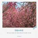 한밭마을 | 대전 아이와 가볼만한곳 한밭수목원 피크닉 꿀팁! 겹벚꽃 실시간 개화 현황