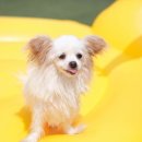 도그 스포지움 이미지