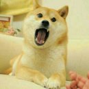 퍼펫 애견카페 이미지