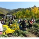 의성꽃화원 이미지