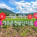 "하루 종일 꽃구경하고 온천까지 무료로 즐겨요" 5,000평 가을 코스모스 힐링 명소 이미지