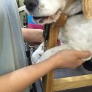 마루종합동물병원 이미지