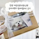 원데이 | 안양 까망콕양모펠트공방 강아지액자 원데이클래스 후기