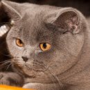 네코모리 이미지