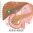 쓸개(담낭, gallbladder) 이미지