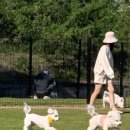 도기온 (doggyon) 이미지