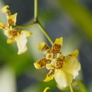 환타지아 이미지