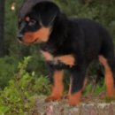 강아지집 이미지