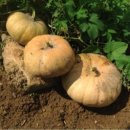 다산양계 이미지