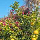 서귀포교회 이미지