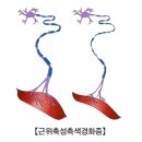 경화 Daum카페