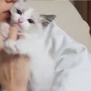 낭만고양이(강서점) 이미지