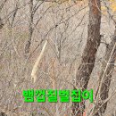 미련곰탱이
