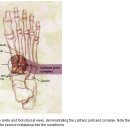 발목의 생체역학 이미지