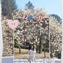 호국 충혼탑 | 창원 3월 꽃놀이(2) 충혼탑 목련 실시간 개화 상황, 포토존, 주말 특별 개방일