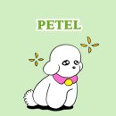 뽀아 하우스 | 강화도 애견 동반 펜션 뽀아하우스 페텔 예약