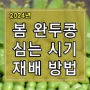 2024년 봄 완두콩 심는 시기 및 재배방법 알아보기 이미지