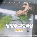 케이지모빌리티 구리서비스프라자 | 남양주파충류샵 로니게코 후기｜7세·21개월 아이와 함께 다녀왔어요