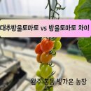 봉동농장 이미지